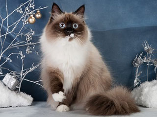 Фото породы Невская маскарадная кошка (сибирский колор-пойнт)