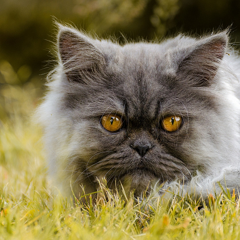Фото породы Персидская кошка
