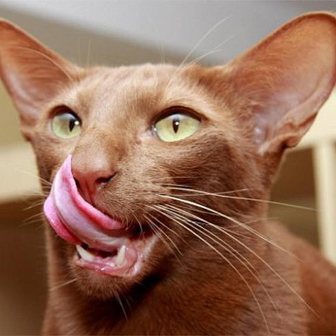 Фото породы Яванская кошка (яванез)