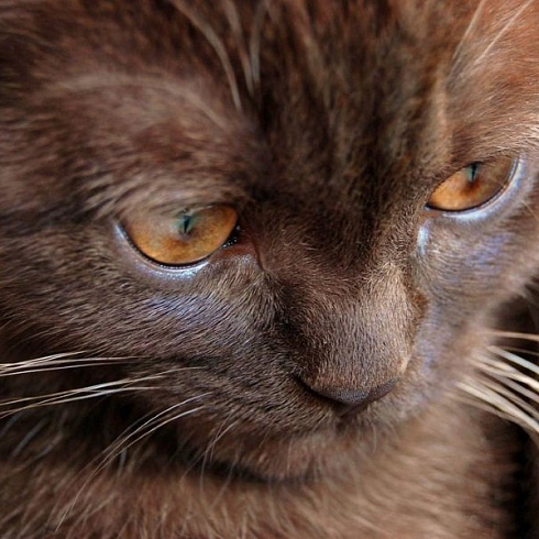 Фото породы Йоркская шоколадная кошка