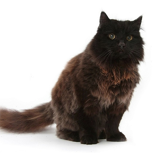 Фото породы Йоркская шоколадная кошка