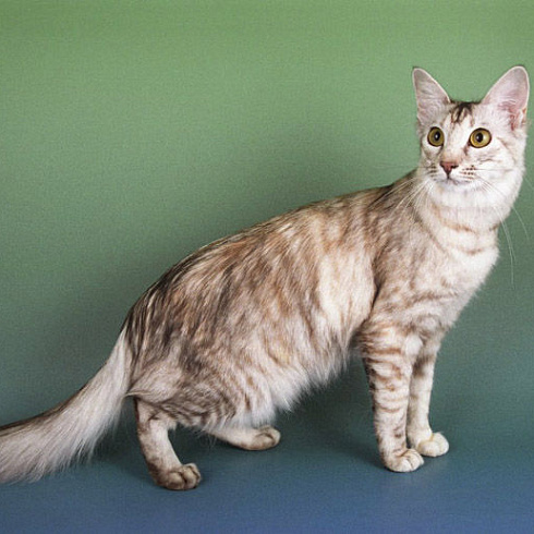 Фото породы Яванская кошка (яванез)