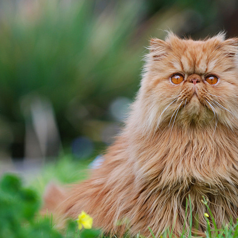 Фото породы Персидская кошка
