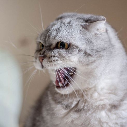 Фото агрессивного котенка