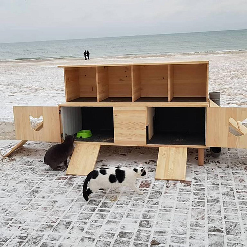 Фото домика для кошек на пляже