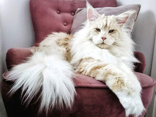 Мейн-кун Лотос - шикарный кот и звезда Инстаграма