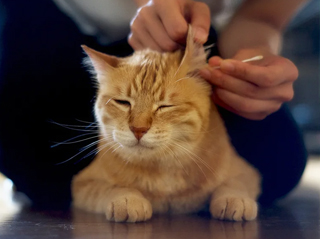Как правильно почистить уши кошке?
