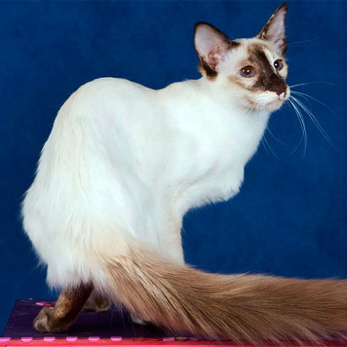 Фото породы Балийская (балинезийская) кошка