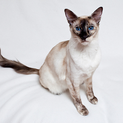 Фото породы Балийская (балинезийская) кошка